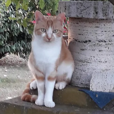 Oda ve Kahvaltı Boscodisotto 3*