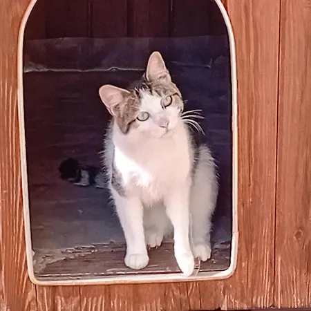 Boscodisotto Rapolano Terme