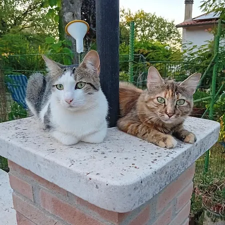 Bed & Breakfast Boscodisotto 3*