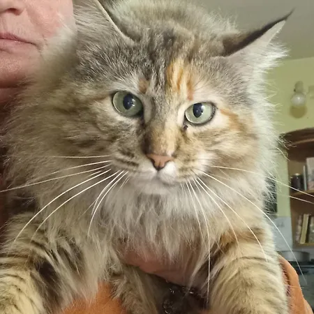 Boscodisotto Bed & Breakfast Rapolano Terme