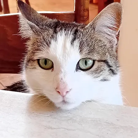 Oda ve Kahvaltı Boscodisotto