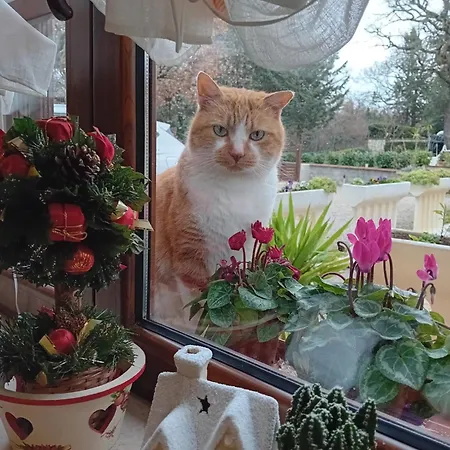 住宿加早餐酒店 波斯可迪所托住宿加早餐旅馆 3*