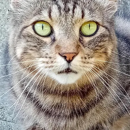 Boscodisotto *