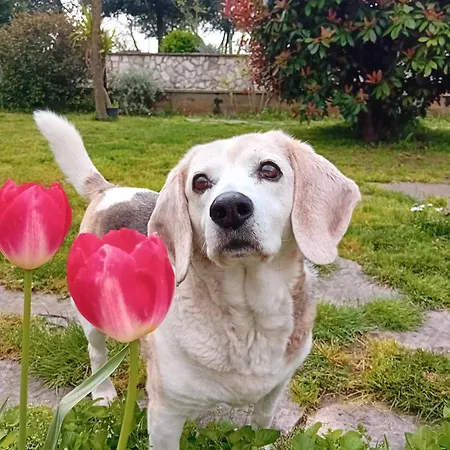 波斯可迪所托住宿加早餐旅馆 住宿加早餐酒店 3*