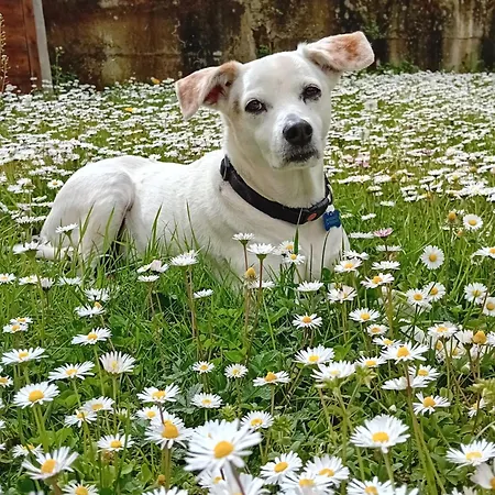 波斯可迪所托住宿加早餐旅馆 3* 拉波拉诺泰尔梅