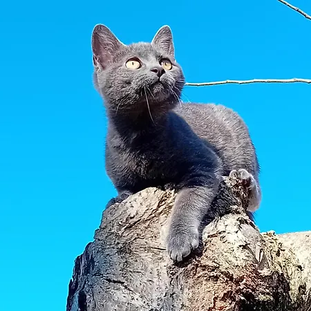 波斯可迪所托住宿加早餐旅馆 3*