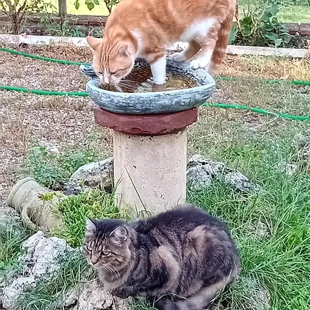 Boscodisotto * Rapolano Terme