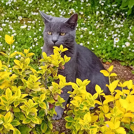 住宿加早餐酒店 波斯可迪所托住宿加早餐旅馆