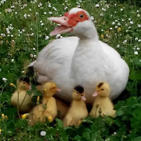 波斯可迪所托住宿加早餐旅馆