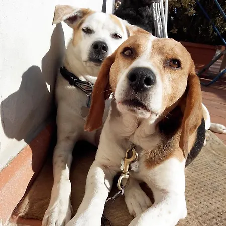 波斯可迪所托住宿加早餐旅馆 住宿加早餐酒店 3*