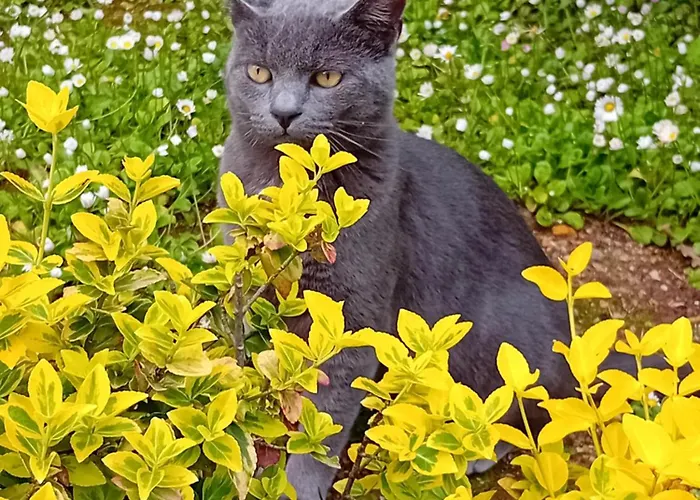 Frühstückspension Boscodisotto